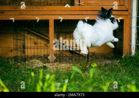 Eine Nahaufnahme eines weißen Kaninchens mit schwarzen Ohren, die auf grünem Gras gegen Käfige springen Stockfoto