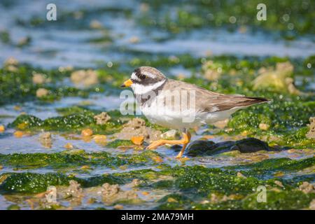 Ein erwachsener gewöhnlicher Ringelzieher am Strand, sonniger Tag im Sommer, Frankreich Stockfoto