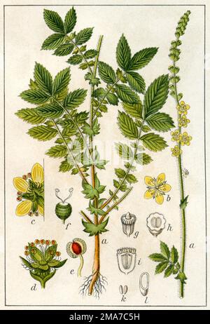 Agrimony Agrimonia eupatoria, (Botanisches Buch, 1904), Odermennig Stockfoto