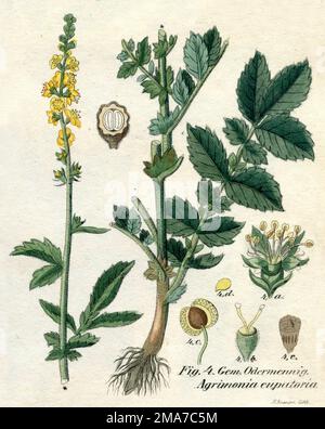 Agrimony Agrimonia eupatoria, (Botanisches Buch, 1850), Odermennig Stockfoto