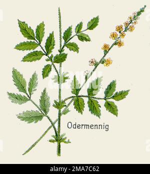 Agrimony Agrimonia eupatoria, (Botanisches Buch, 1908), Odermennig Stockfoto