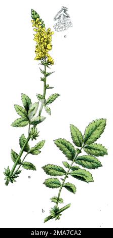 Agrimony Agrimonia eupatoria, (Botanisches Buch, 1909), Odermennig Stockfoto