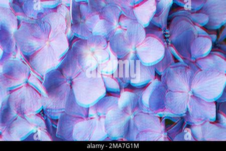 Blauer Hortensienblütenglitzereffekt. RGB-Verschiebung, Bildschirmfehler. Wunderschöner violetter, moderner Blumenhintergrund. Stockfoto