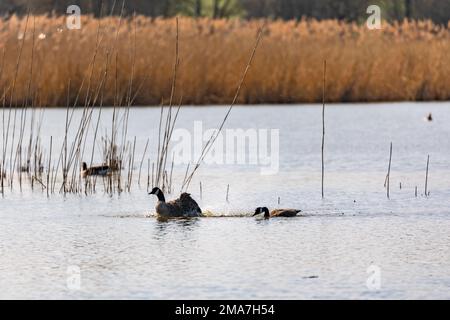 Zwei Enten sorgen beim Schwimmen, Vorschäumen und Planschen für jede Menge Wasserspritzer in einem See Stockfoto