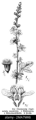 Agrimony, Agrimonia eupatoria, anonym (Botanisches Buch, 1888), Odermennig, Aigremoine eupatoire Stockfoto