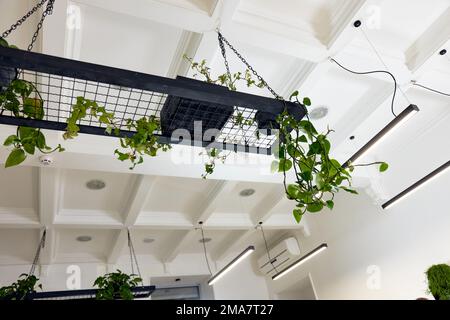 Blumentöpfe mit grünen Pflanzen, die an der Decke hängen Stockfoto