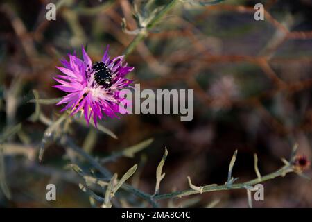 Ein weißer gefleckter Rosenkäfer auf einer violetten Milchdistelblume. Stockfoto