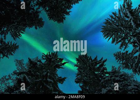 Aurora Borealis, Nordlichter, über den Baumwipfeln des Winterwaldes. Hohe Fichtenbäume mit Schnee bedeckt. Stockfoto