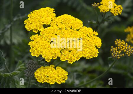 Gelbe Achillea Filipendulina „Coronation Gold“ (Yarrow) Blumenköpfe auf der RHS Garden Bridgewater, Worsley, Greater Manchester, Großbritannien. Stockfoto