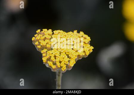 Gelbe Achillea Filipendulina „Coronation Gold“ (Yarrow) Blumenköpfe auf der RHS Garden Bridgewater, Worsley, Greater Manchester, Großbritannien. Stockfoto