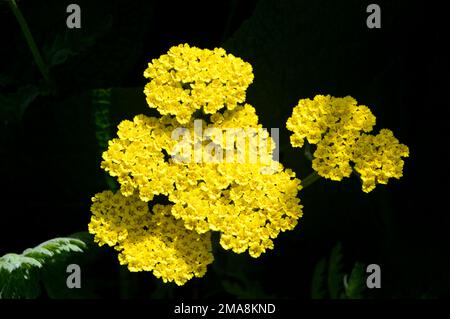 Gelbe Achillea Filipendulina „Coronation Gold“ (Yarrow) Blumenköpfe auf der RHS Garden Bridgewater, Worsley, Greater Manchester, Großbritannien. Stockfoto