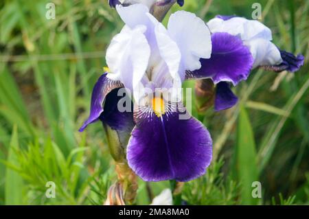 Single Tall Purple/White Iris „Braithwaite“ Flower Head mit gelbem Bart, angebaut bei RHS Garden Bridgewater, Worsley, Greater Manchester, Großbritannien. Stockfoto