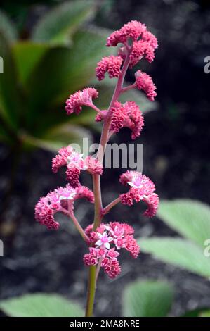 Cluster kleiner rosa/weißer Rodgersia Pinnata „Superba“-Blumen, die bei RHS Garden Bridgewater, Worsley, Greater Manchester, Großbritannien, angebaut werden. Stockfoto