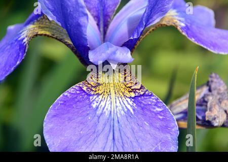 Single Blue Iris Sibirica „Silver Edge“ (Sibirische Iris) Blume, angebaut bei RHS Garden Bridgewater, Worsley, Greater Manchester, Großbritannien. Stockfoto