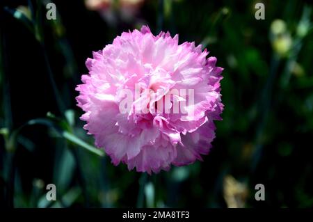 Single Suger-Pink Dianthus „Candy Floss“ (Pinks) Blume, angebaut in RHS Garden Bridgewater, Worsley, Greater Manchester, Großbritannien. Stockfoto