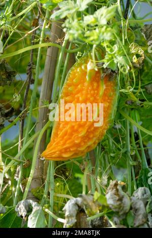 Momordica charantia, bittere Melone, Karela, Balsam-Birne, bitterer Kürbis, Obst auf Weinrebe Stockfoto