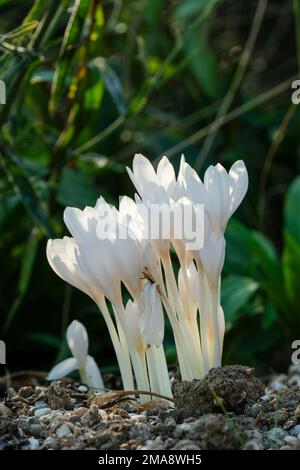 Colchicum Herbstalbum, Meadow Safron Album, kormierte Dauerschale mit becherförmigen weißen Blumen auf weißen Stielen Stockfoto