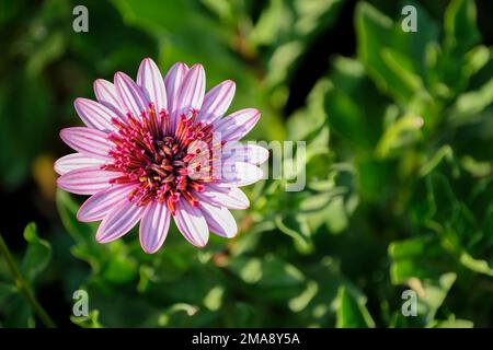 Osteospermum 3D Berry White, Osteospermum Kleoe11185, 3D Series Osteospernum, African Daisy 3D Berry White Stockfoto