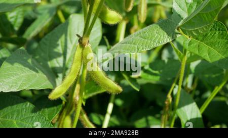 Soybea Sojabohnen Bio Glycine max Sojabohnen Hülse grün Bauernhof süß wachsen reife frische Pflanze junge Plantage Detail Nahaufnahme Feld Land Gemüse Kult Stockfoto