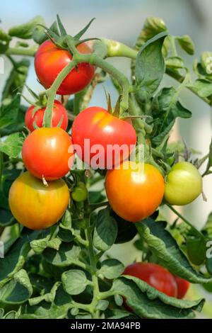 Lycopersicon esculentum Cristal, Tomate Cordon Salat Tomaten, die auf der Rebe wachsen Stockfoto