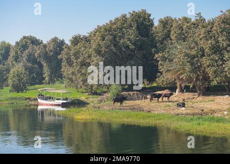 Landschaft am Nil südlich von Luxor, Ägypten Stockfoto