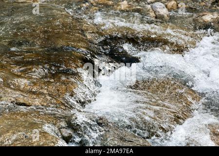 Wasser still und steigend in deutschland und osterreich Stockfoto