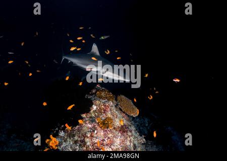 Tauchen bei Nacht mit grauer Riffhai-Jagd bei Nacht auf den Malediven, Indischer Ozean Stockfoto