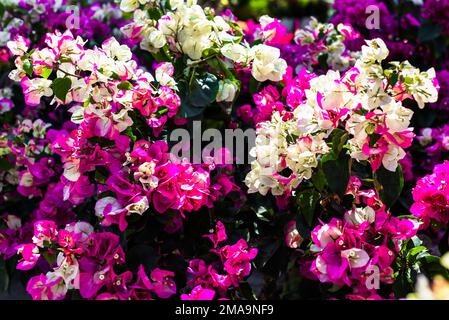 Anbau von bunten Bougainvillea-Blüten unter Sonnenlicht in Nha Trang Vietnam Stockfoto