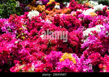 Anbau von bunten Bougainvillea-Blüten unter Sonnenlicht in Nha Trang Vietnam Stockfoto