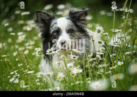 Border Collie Dog liegt auf einer Wiese voller Gänseblümchen Stockfoto