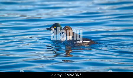 Gewöhnliche Goldeneye-Enten Stockfoto