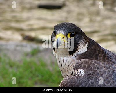 Eine Nahaufnahme des Gesichts eines Peregrine Falcon (Falco peregrinus), der in die Kamera starrt. Diese Vögel sind die schnellsten Tiere der Welt. Stockfoto