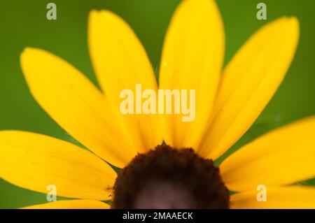Isolierte Schwarzäugige Susan-Blütenblätter Stockfoto