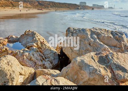 Eine schwarze Katze jagt unter den Steinen am Meer nach Krabben. Stockfoto