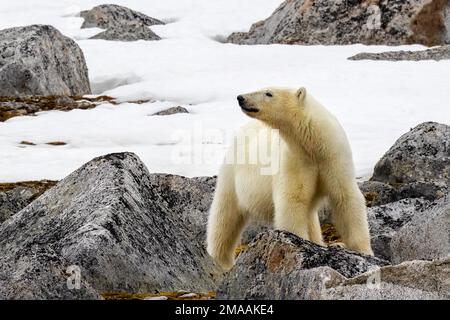 Eisbär in der Nähe von Phippsoya, Svalbard, Expeditionsschiff Greg Mortimer in Svalbard-Inselgruppe, arktisches Norwegen. Phippsøya (anglikiert als Phipps I Stockfoto