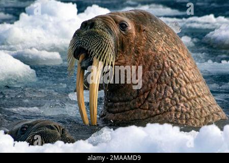 Walrus (Odobenus rosmarus) Kolonie, Torellneset, Svalbard, Arktis, Norwegen, Skandinavien, Europa. Expeditions-Kreuzfahrtschiff Greg Mortimer in Svalbard Arch Stockfoto