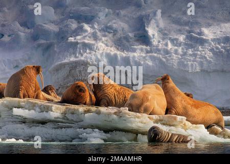 Walrus (Odobenus rosmarus) Kolonie, Torellneset, Svalbard, Arktis, Norwegen, Skandinavien, Europa. Expeditions-Kreuzfahrtschiff Greg Mortimer in Svalbard Arch Stockfoto