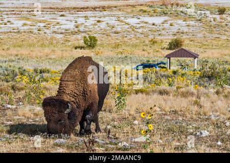 Prärie-Bisons (amerikanische Bison-Unterart) auf dem Bridger Bay Campground, Sonnenblumen, Camper in dist, Antelope Island State Park, Utah, USA Stockfoto