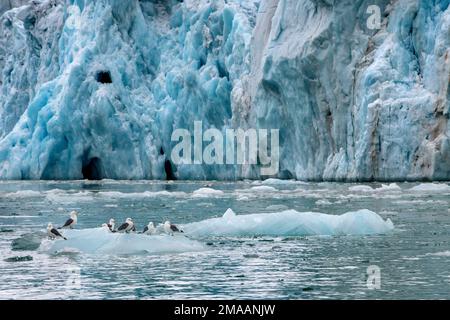 Glaucous Gulls, Larus hyperboreus, hoch oben auf einem Eisberg. Expeditions-Kreuzfahrtschiff Greg Mortimer in Svalbard-Archipel, Nordnorwegen. Zodiac-Kreuzfahrt Stockfoto