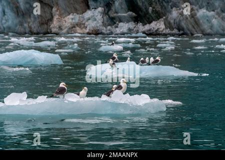 Glaucous Gulls, Larus hyperboreus, hoch oben auf einem Eisberg. Expeditions-Kreuzfahrtschiff Greg Mortimer in Svalbard-Archipel, Nordnorwegen. Zodiac-Kreuzfahrt Stockfoto