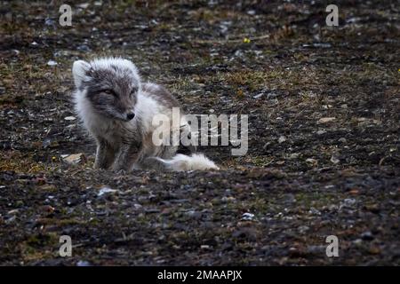 Smaill arctic fox / polar fox (Vulpes lagopus / Alopex lagopus) or blue fox showing coat in blue phase on the tundra, Svalbard / Spitsbergen, Norway. Stockfoto