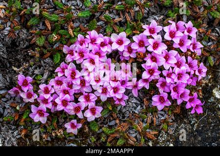 Das Bild der Saxifragenblüten (Saxifraga oppositifolia), die auf der Svalbard-Tundra in Norwegen wachsen. Expeditionsschiff Greg Mortimer in Svalbard ar Stockfoto