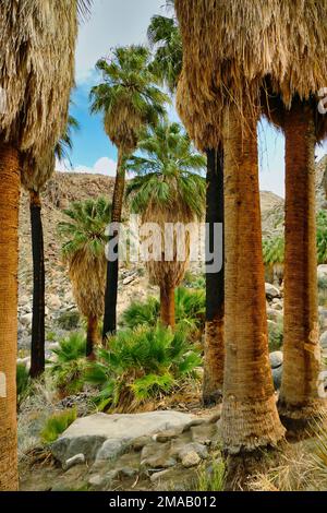 Kalifornische Fanpalmen (Washingtonia filifera) mit langen Röcken toter Fronds in der Oase von 49 Palmen im Joshua Tree National Park, Kalifornien Stockfoto