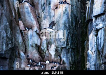 Brunnichs Guillemot (Uria lomvia) Nistkolonie, Alkefjellet Klippe, Svalbard, Norwegen. Expeditionsschiff Greg Mortimer in den Svalbard-Inseln Stockfoto