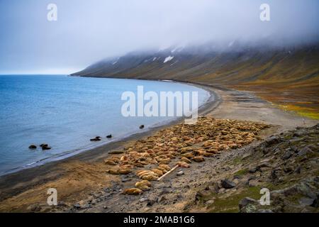 Walrus-(Odobenus rosmarus-)Kolonie in Faksevagen Fakse Bay (Faksevagen). Expeditions-Kreuzfahrtschiff Greg Mortimer in Svalbard-Archipel, Nordnorwegen Stockfoto