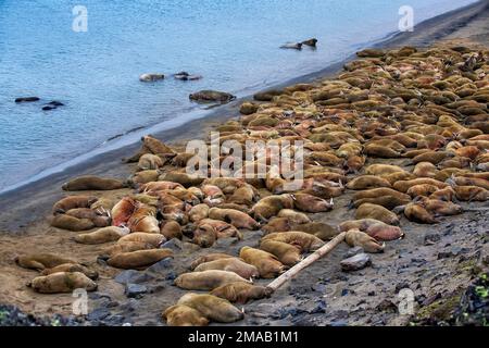 Walrus-(Odobenus rosmarus-)Kolonie in Faksevagen Fakse Bay (Faksevagen). Expeditions-Kreuzfahrtschiff Greg Mortimer in Svalbard-Archipel, Nordnorwegen Stockfoto