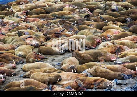 Walrus-(Odobenus rosmarus-)Kolonie in Faksevagen Fakse Bay (Faksevagen). Expeditions-Kreuzfahrtschiff Greg Mortimer in Svalbard-Archipel, Nordnorwegen Stockfoto