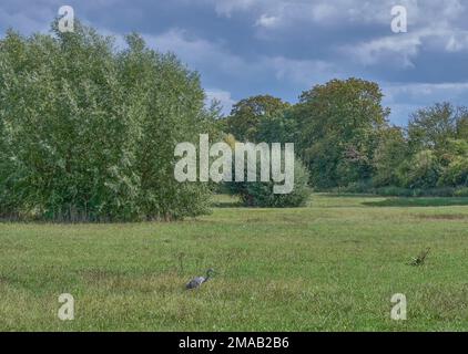 Landschaft im Naturschutzgebiet Himmelgeister Rheinbogen, Düsseldorf-Himmelgeist, Deutschland Stockfoto