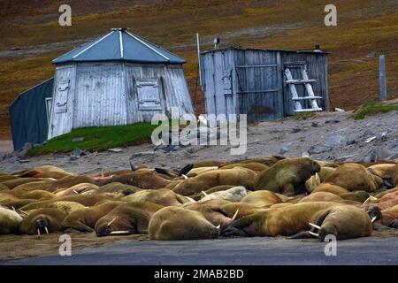 Walrus-(Odobenus rosmarus-)Kolonie in Faksevagen Fakse Bay (Faksevagen). Expeditions-Kreuzfahrtschiff Greg Mortimer in Svalbard-Archipel, Nordnorwegen Stockfoto