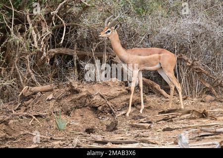 Männlicher Gerenuk (Litocranius walleri), ausgewachsen Stockfoto